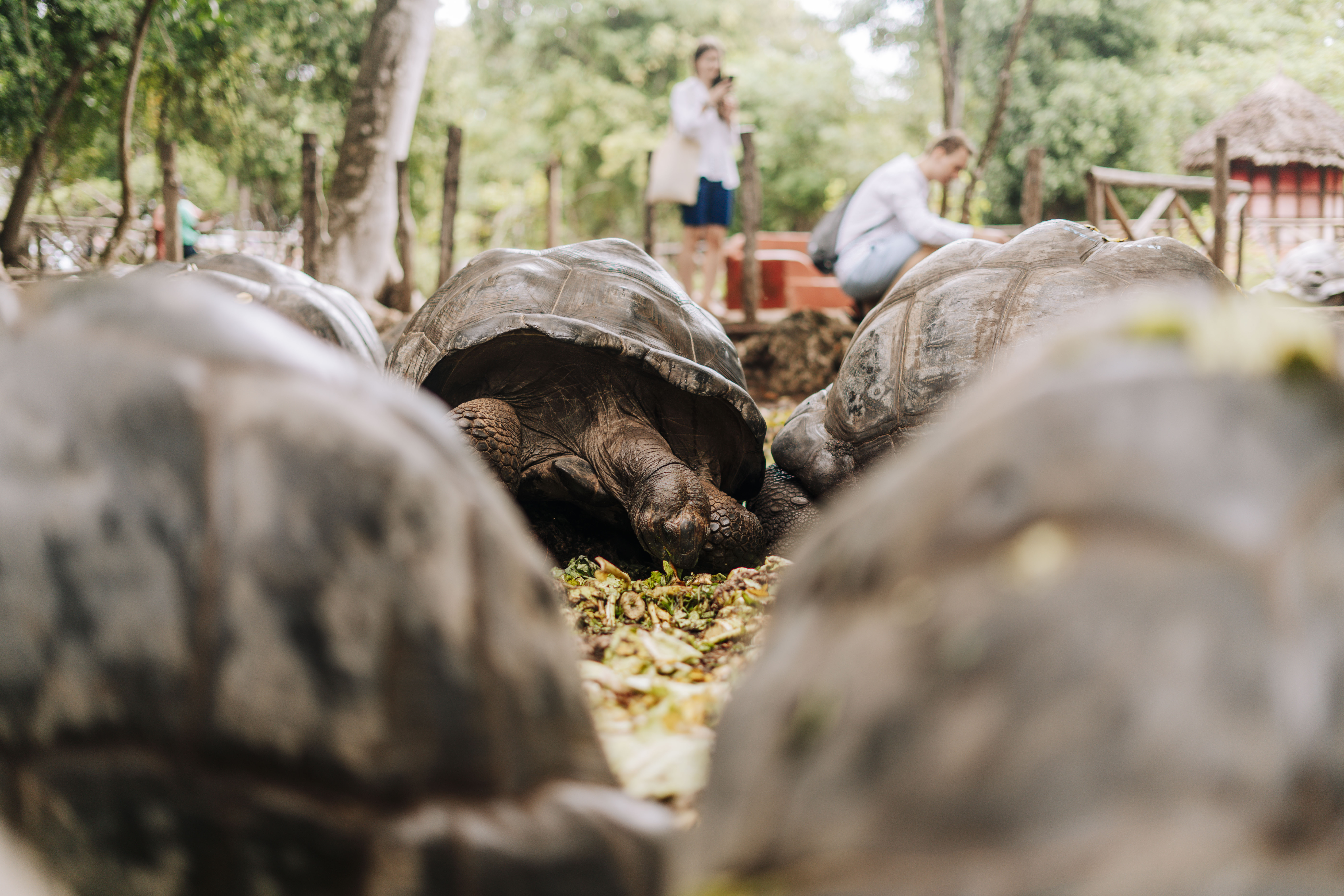 Sea Turtles at Salaam Aquarium